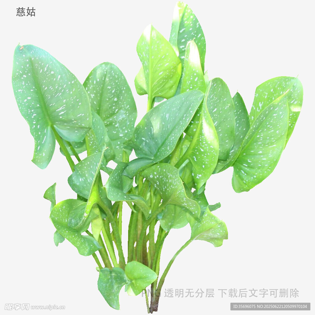 新鲜菠菜植株