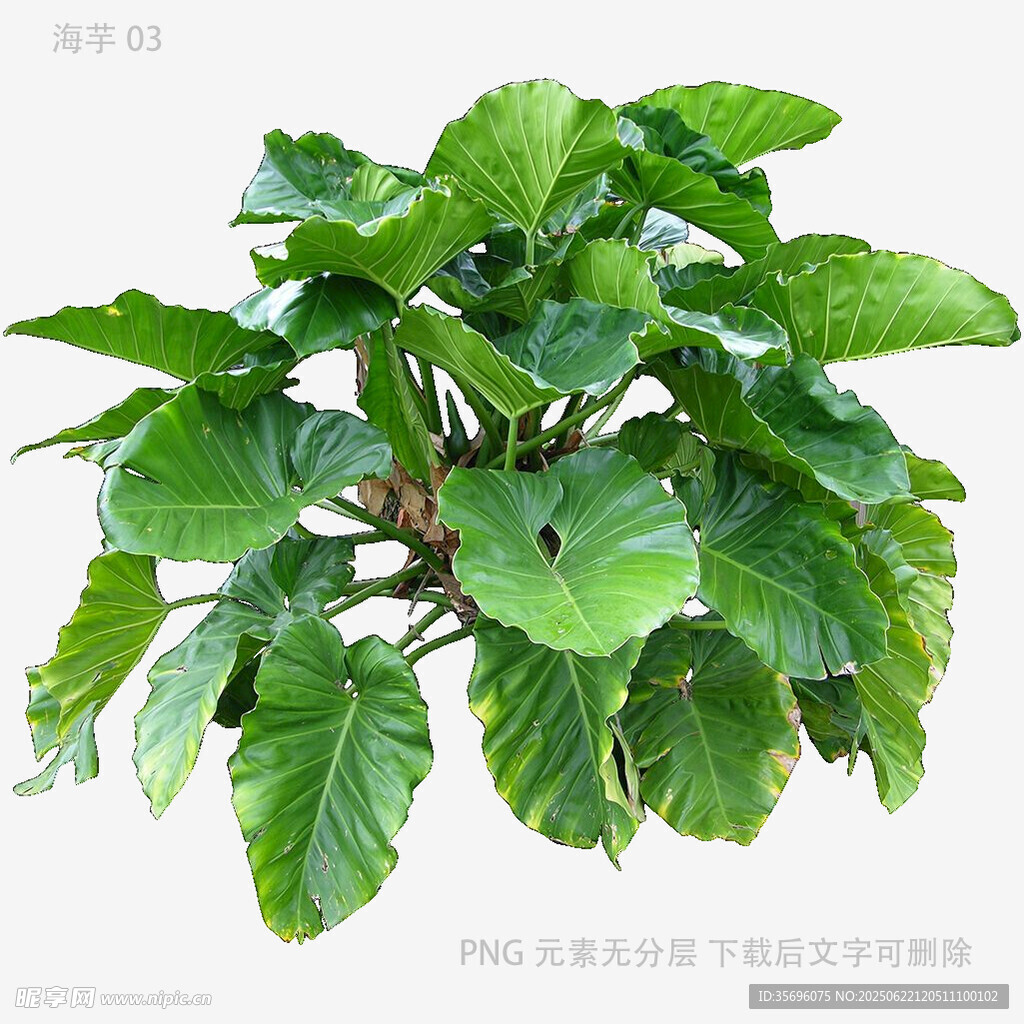 翠绿海芋植物特写