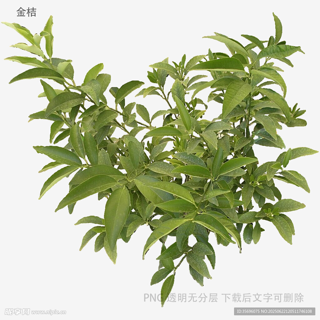 绿叶繁茂的植物枝丫