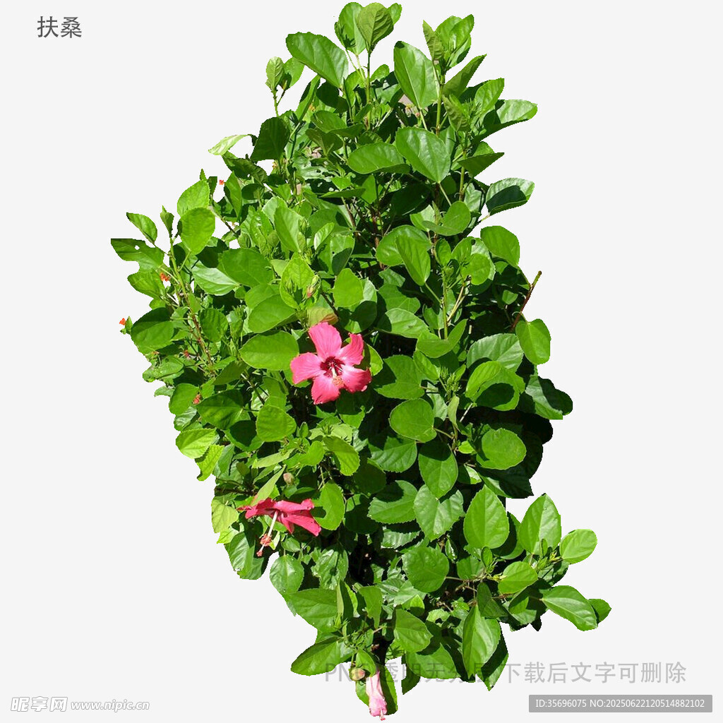 绿叶间绽放的娇艳花朵