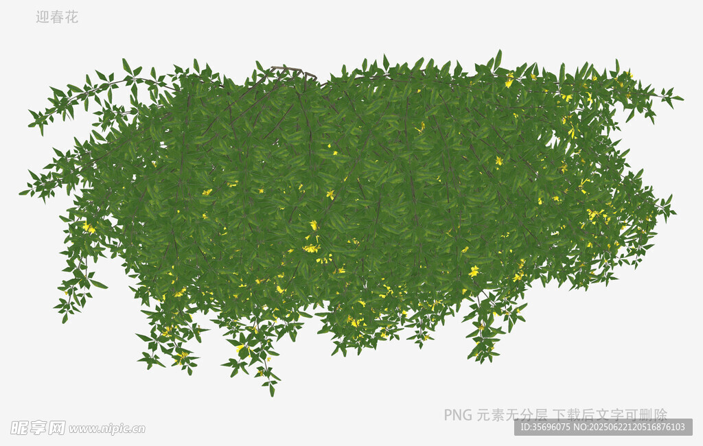 绿色藤蔓植物景观