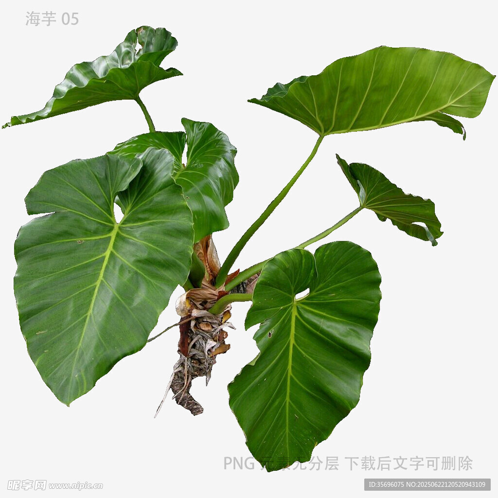 植物