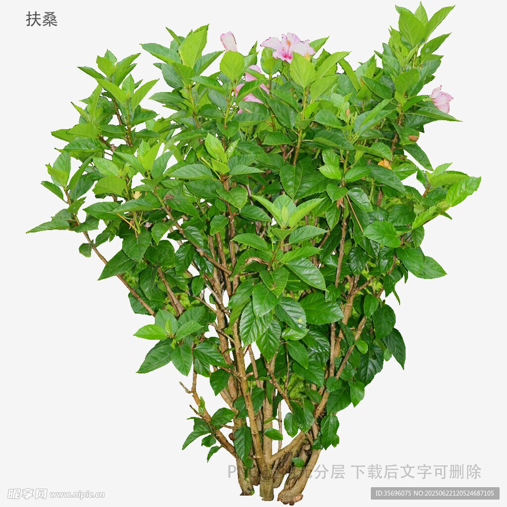 翠绿繁茂的多枝绿植