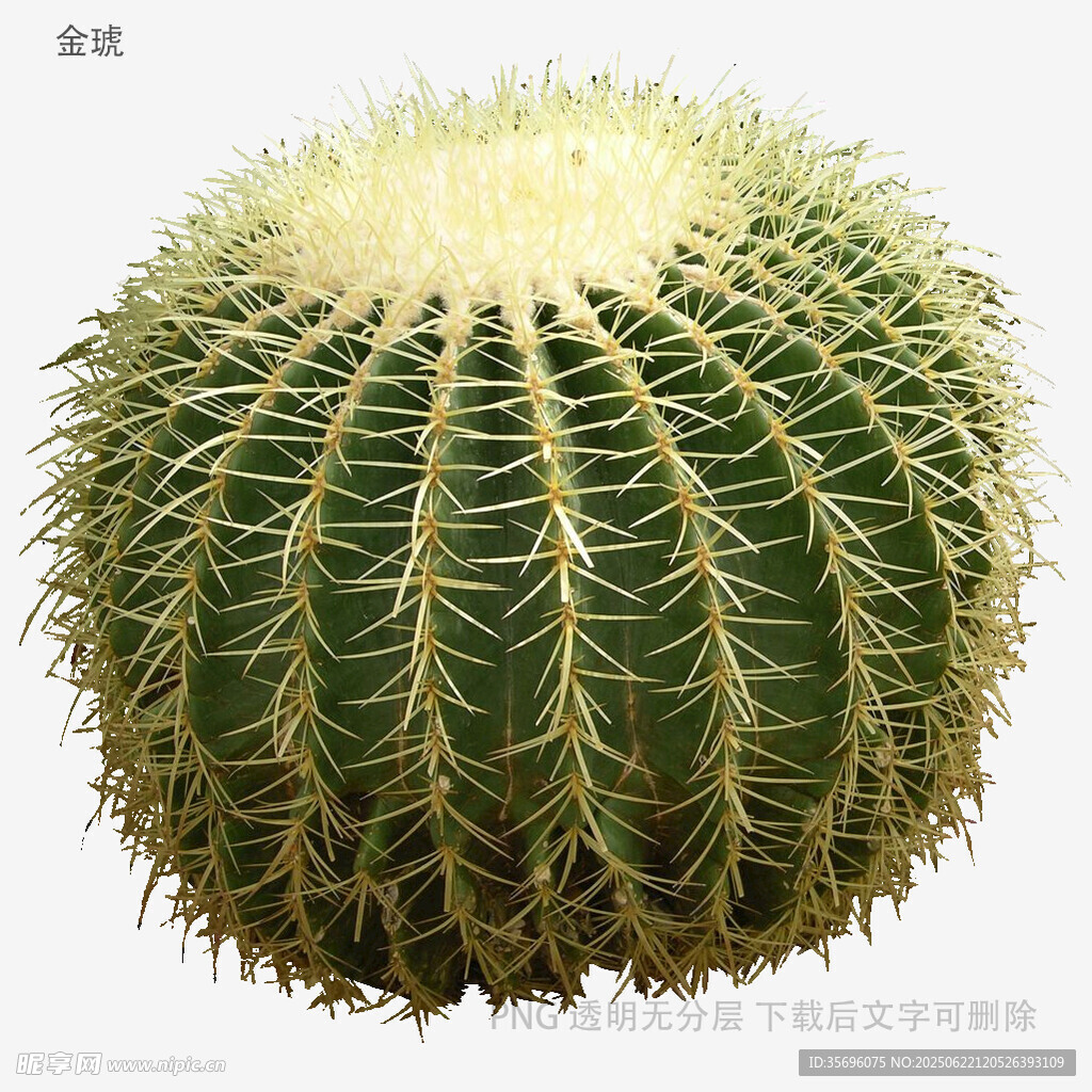 球形仙人掌特写