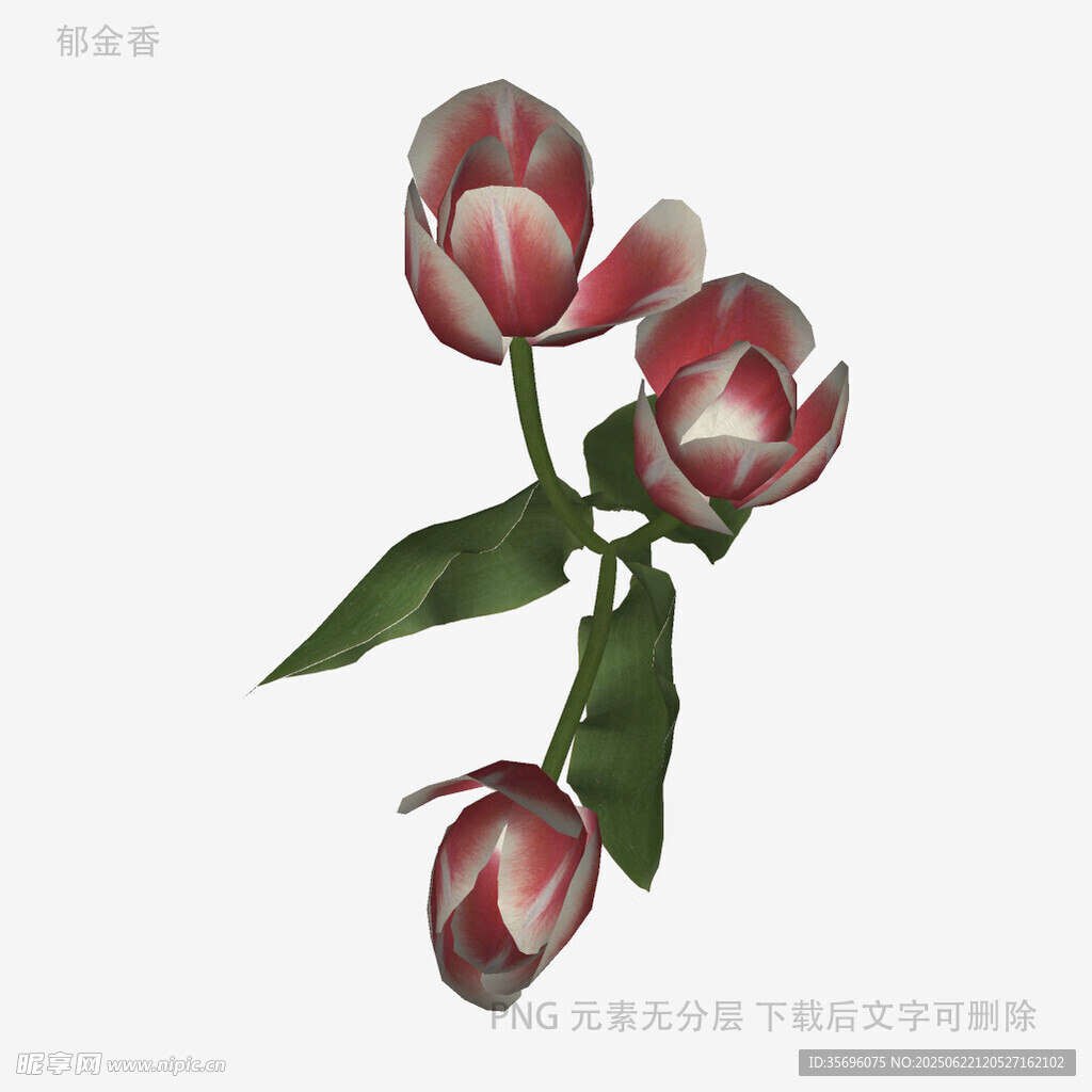 三朵娇艳郁金香插画