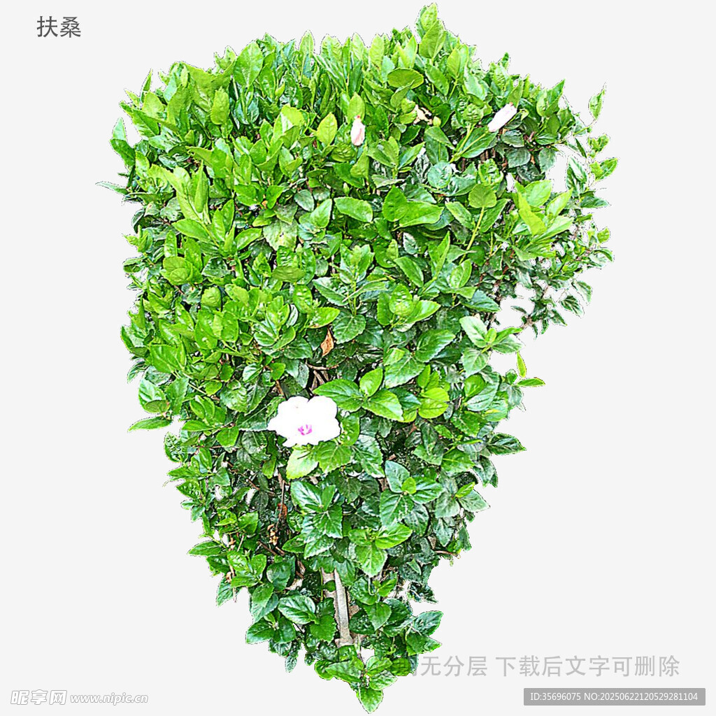 心形绿植装饰