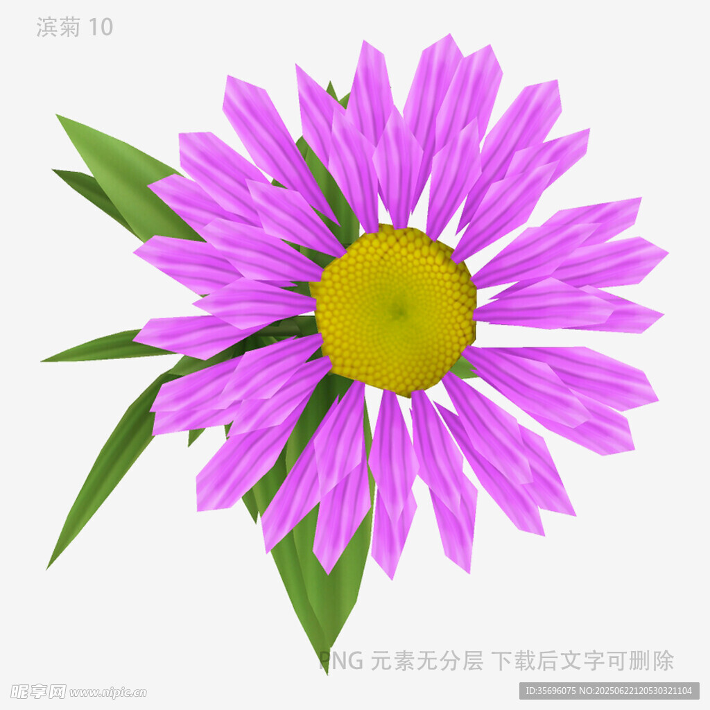 紫色雏菊插画