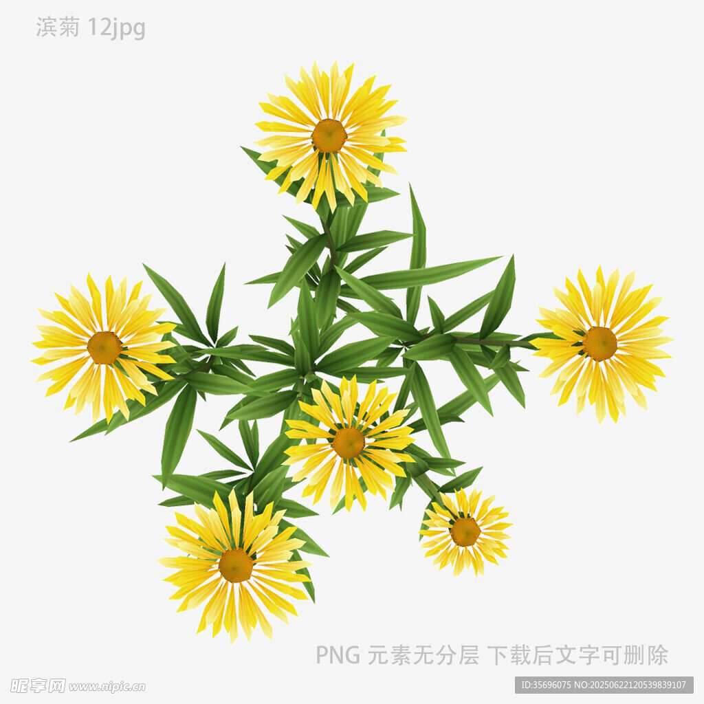 黄色雏菊插画