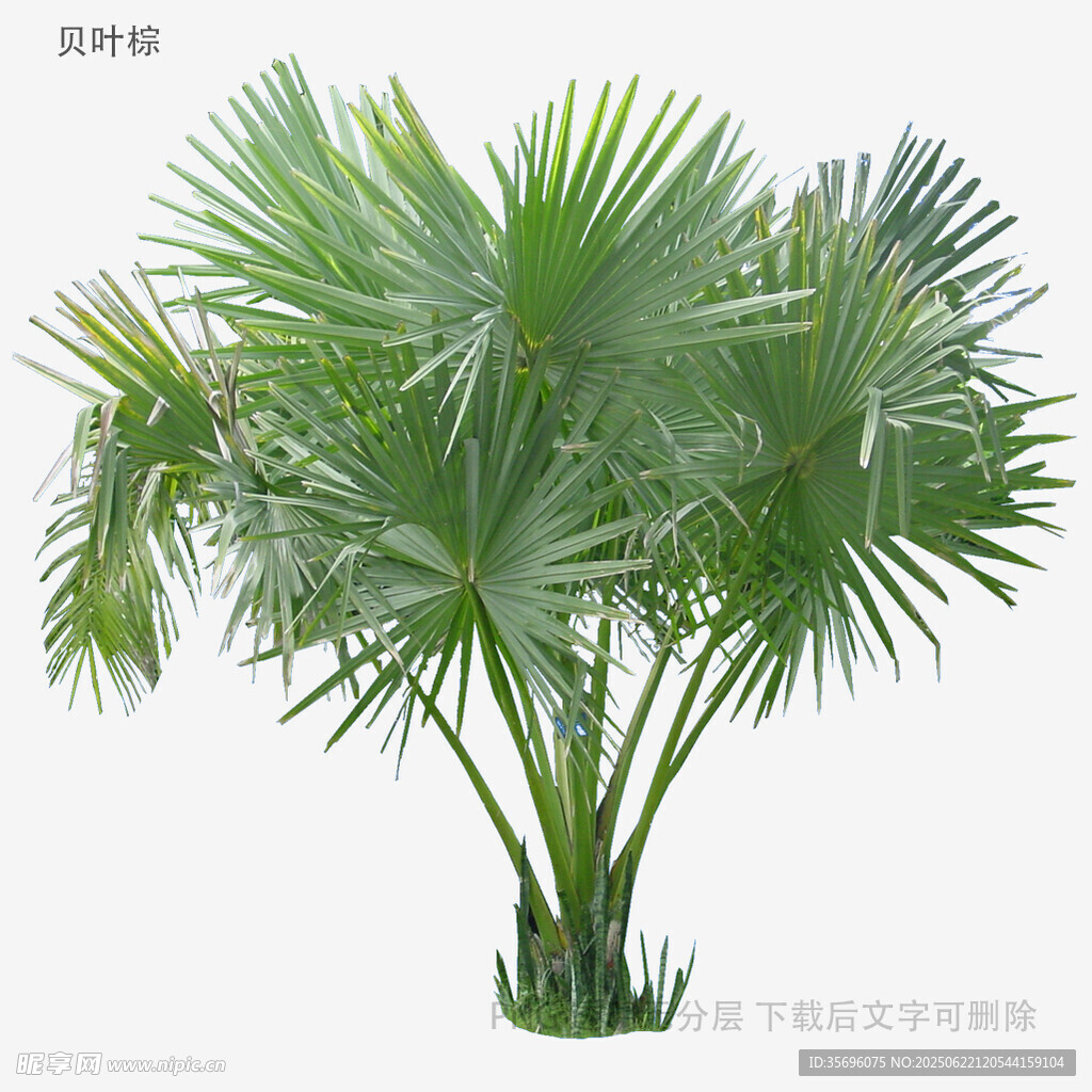 翠绿蒲葵植物景观