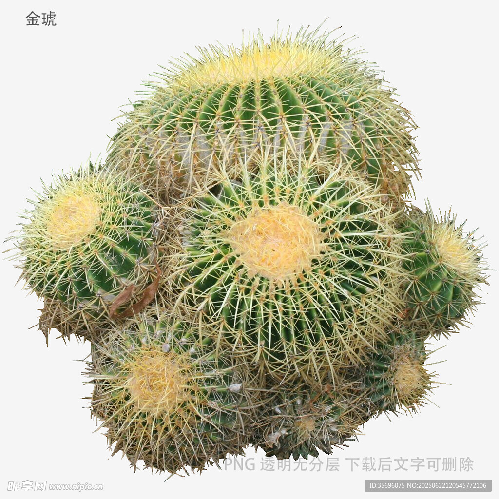 群生仙人球特写