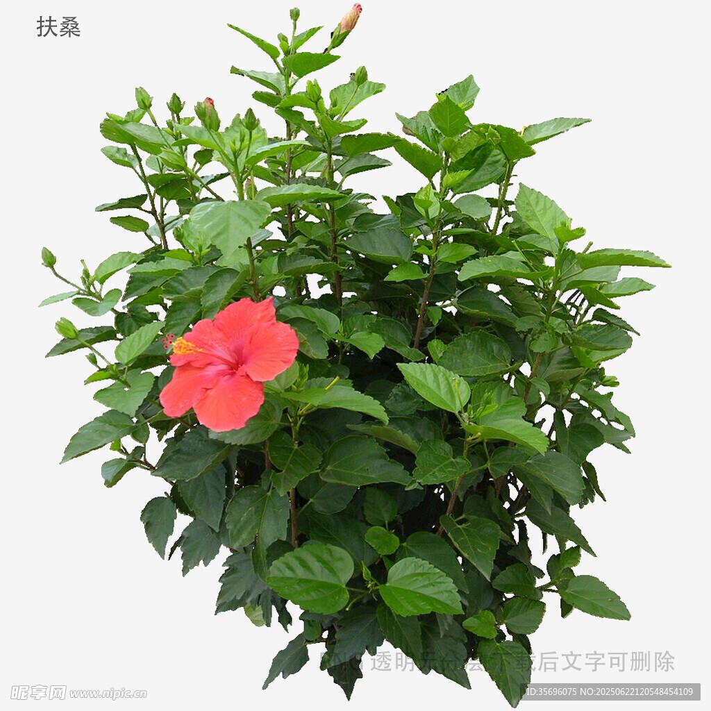 红色朱槿花绿植盆栽