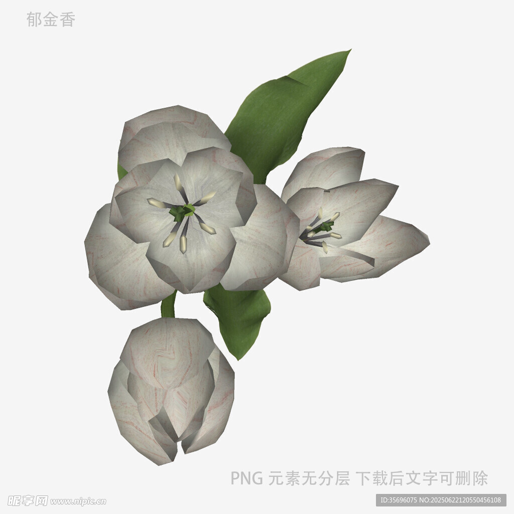 三朵素雅玉兰花