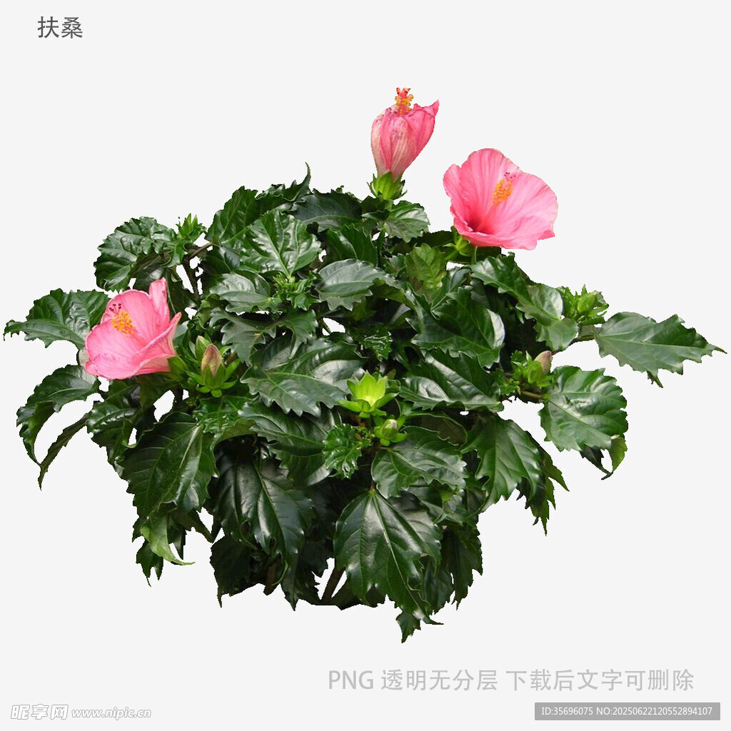 粉色丽格海棠盆栽
