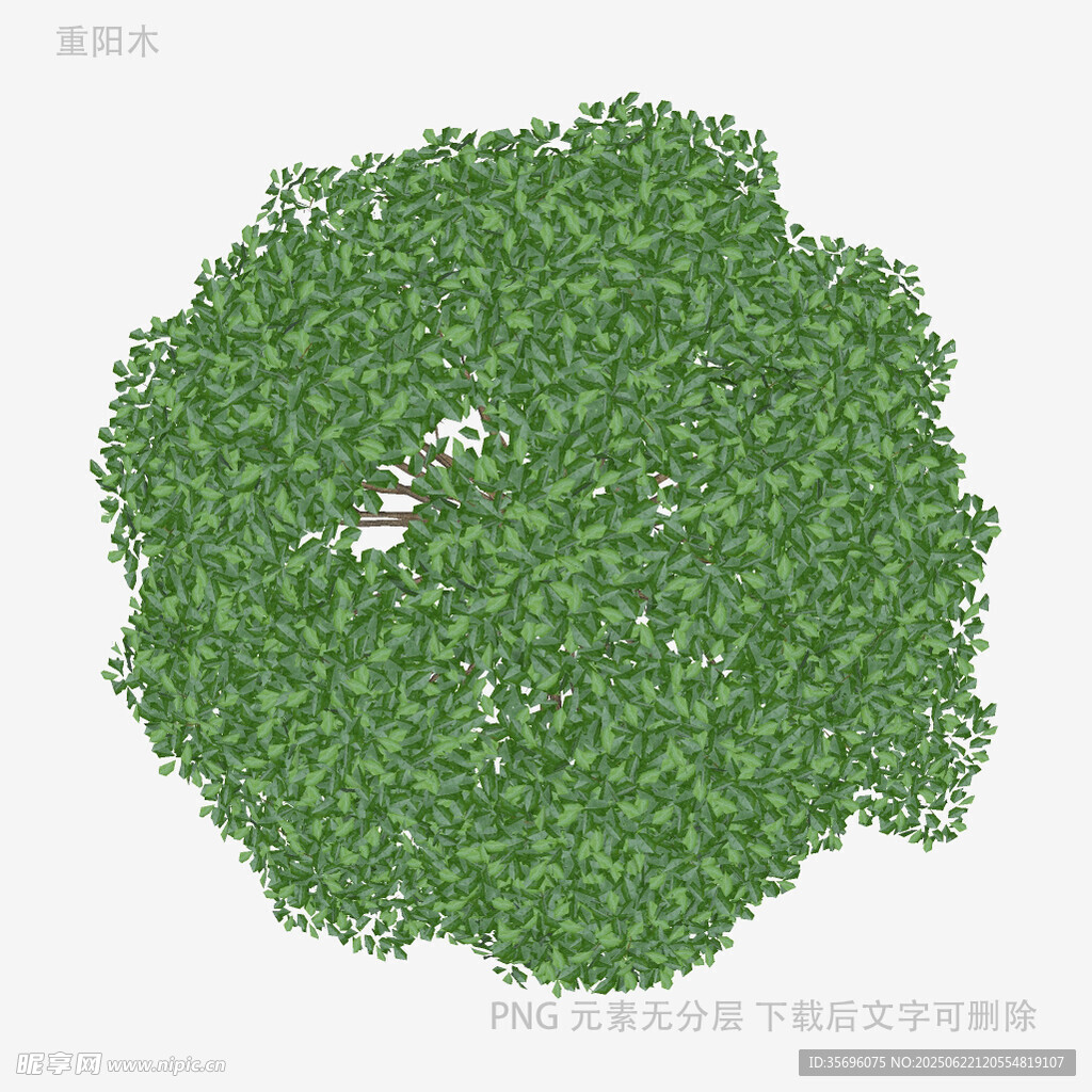 绿色茂密树冠3D模型