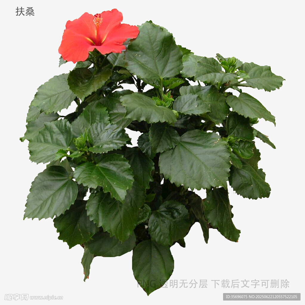 红色单瓣朱槿盆栽