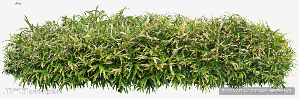绿色茂密植物墙