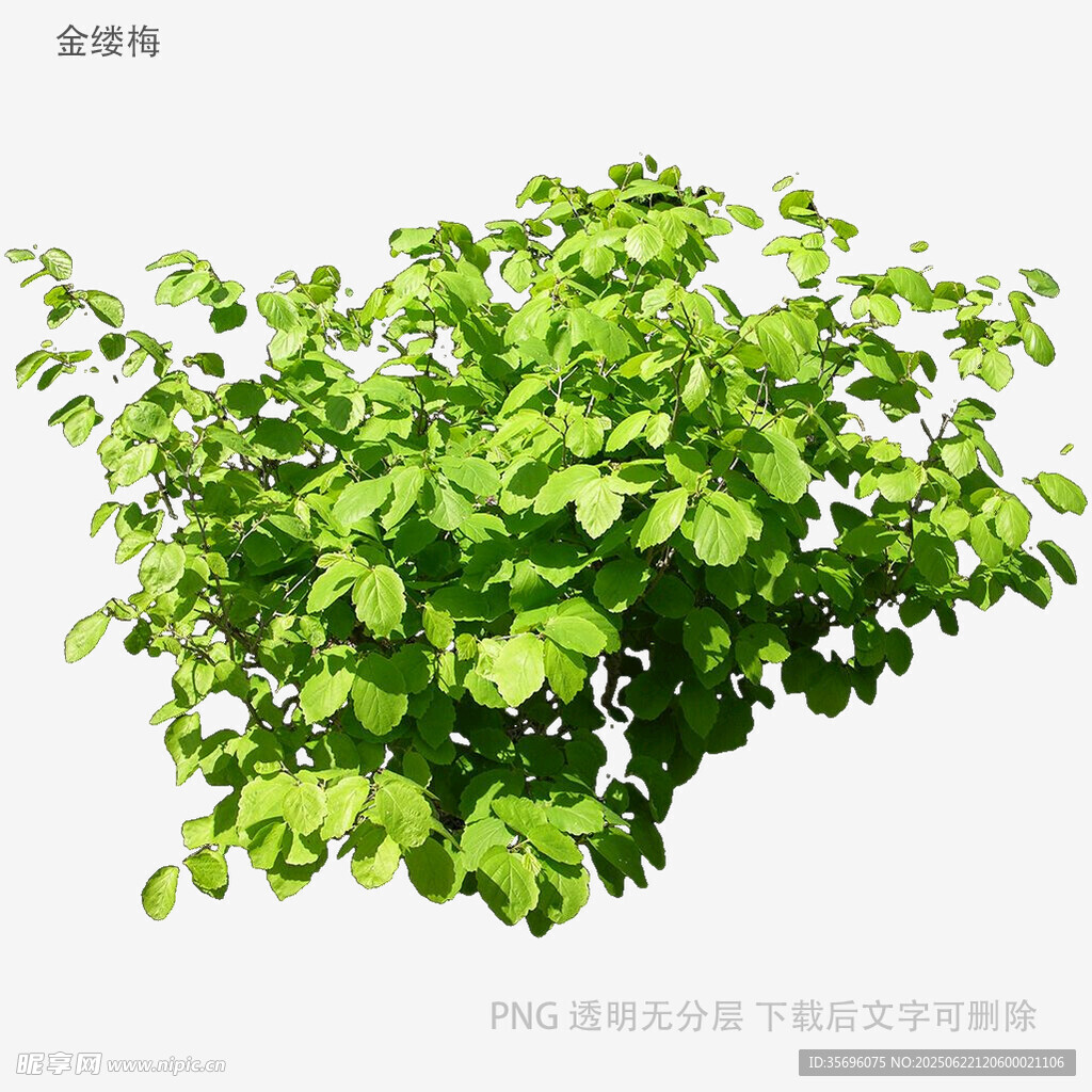 翠绿繁茂的绿叶植物