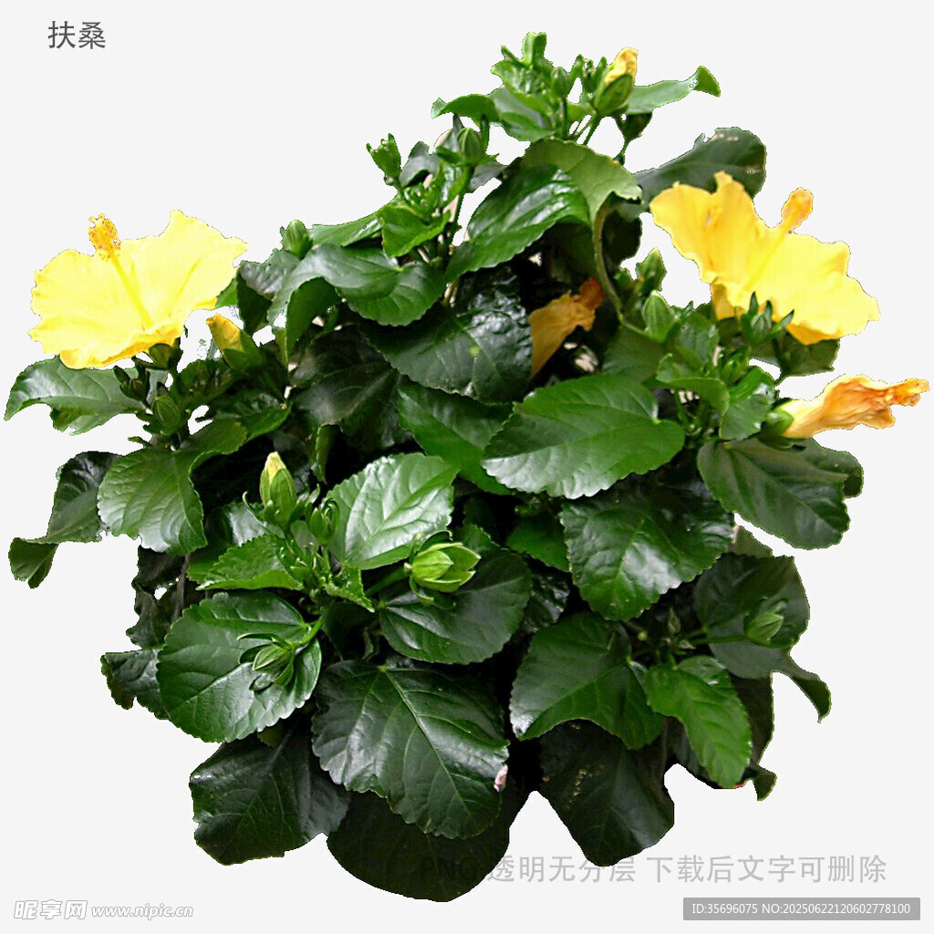 黄色花朵绿植盆栽