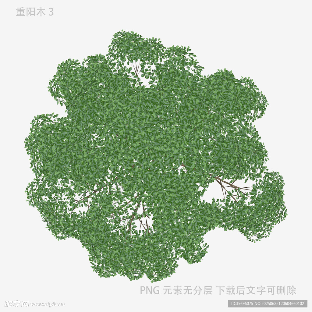 绿色繁茂树冠效果图