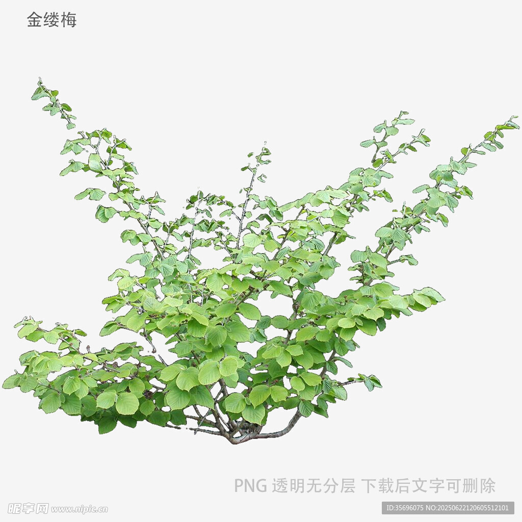 翠绿繁茂的绿植盆景