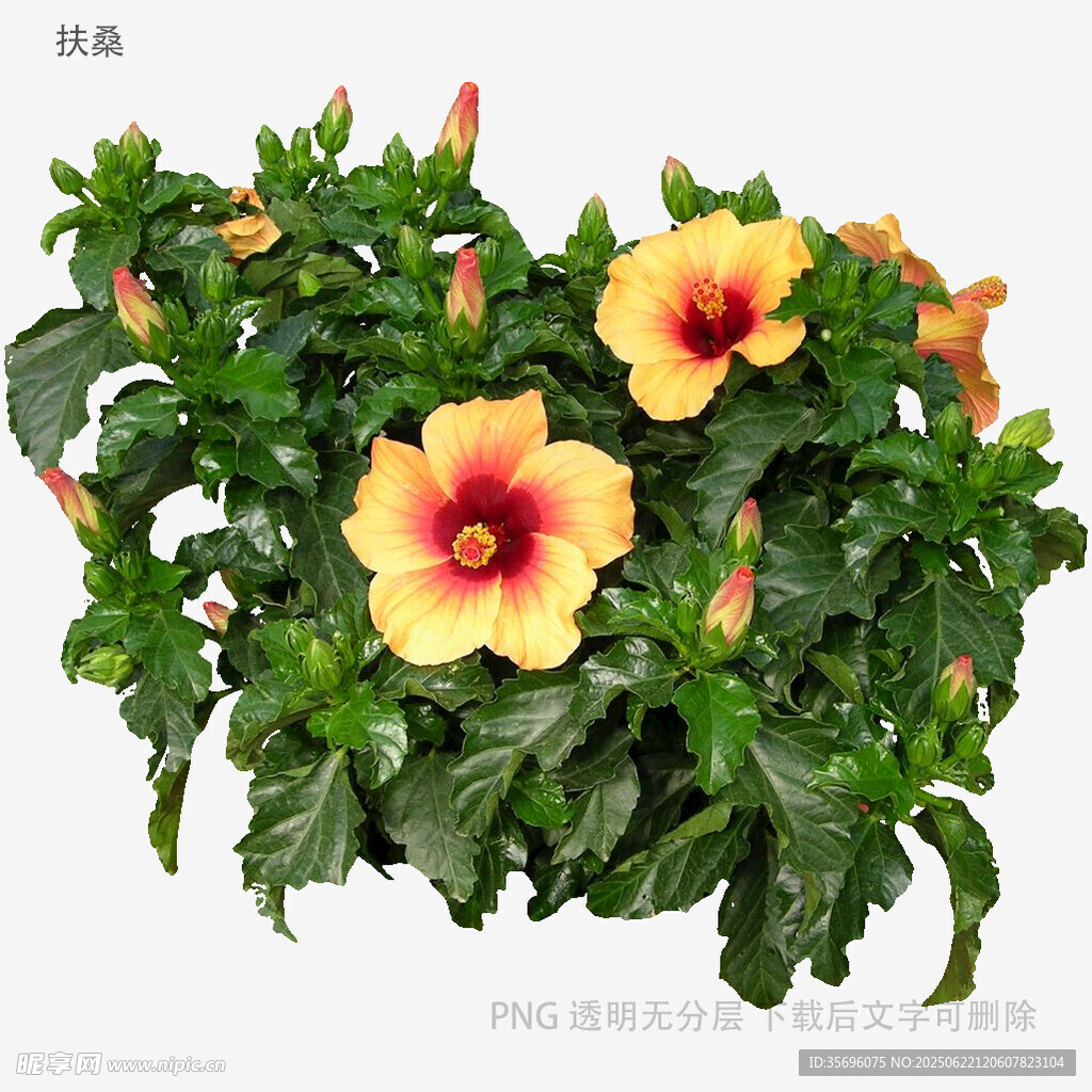艳丽双色扶桑花植物