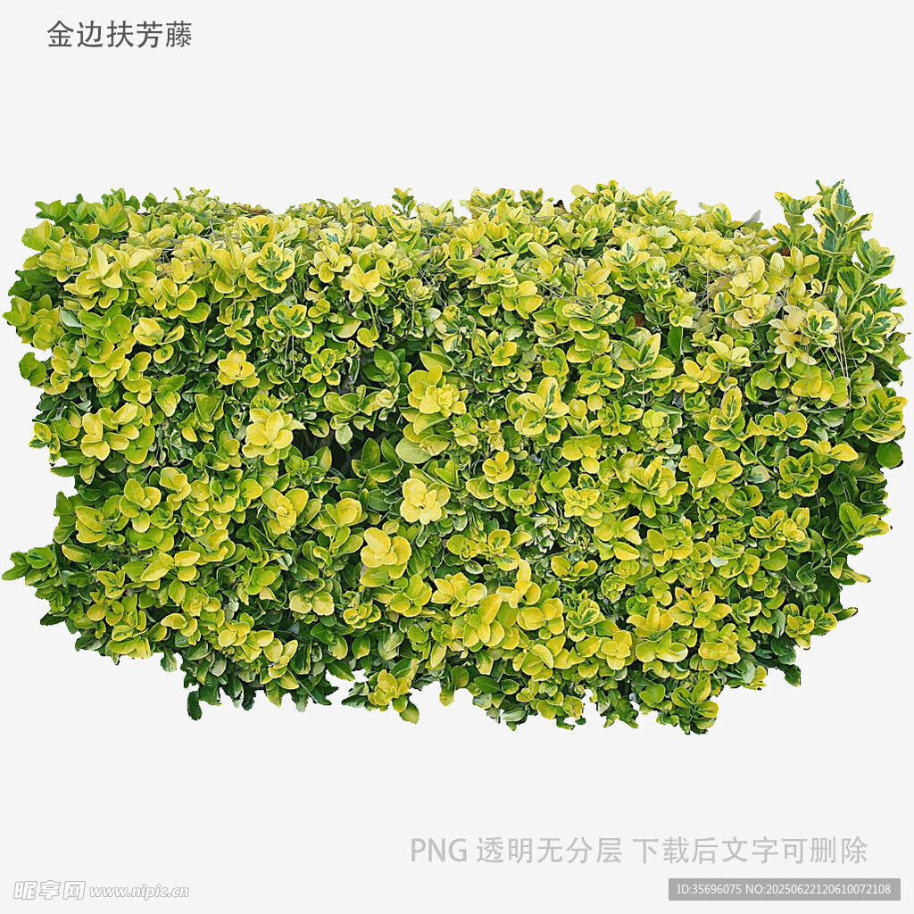 翠绿繁茂的绿植墙