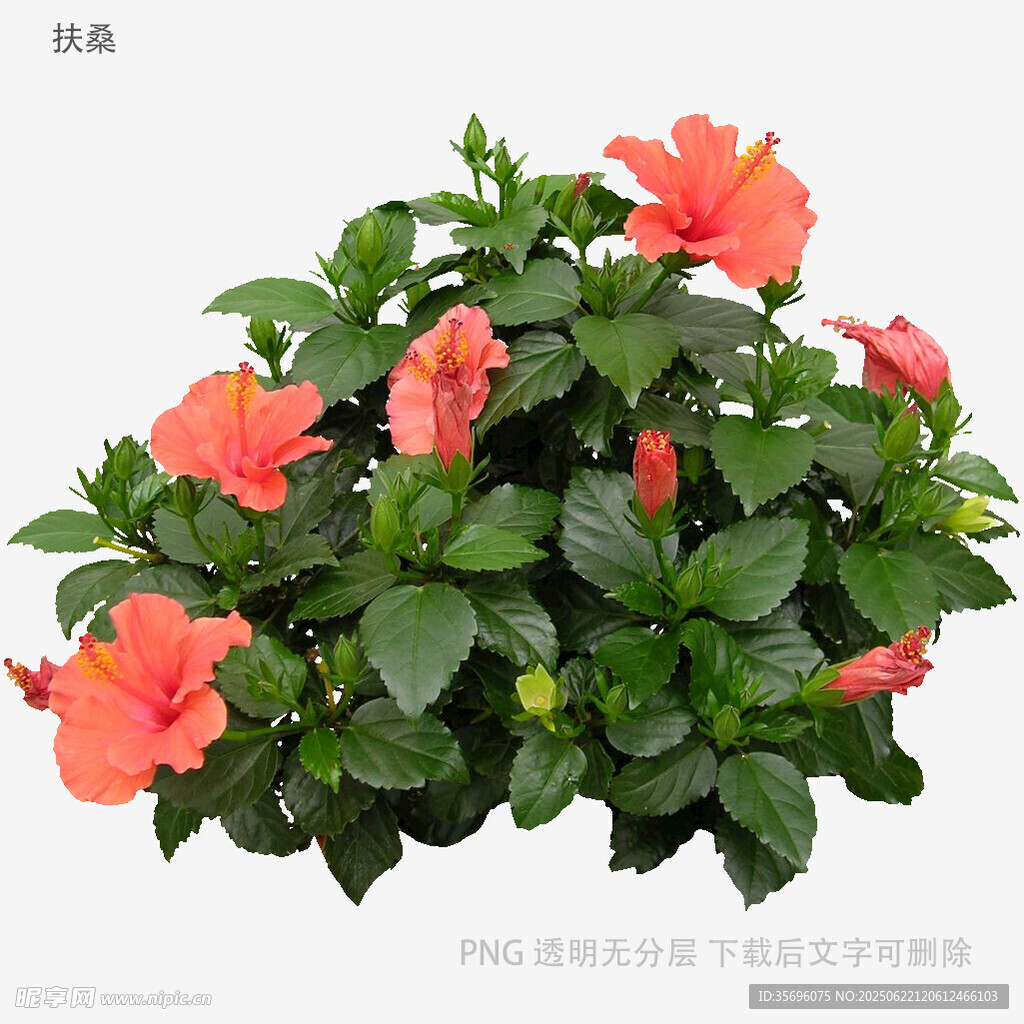 植物