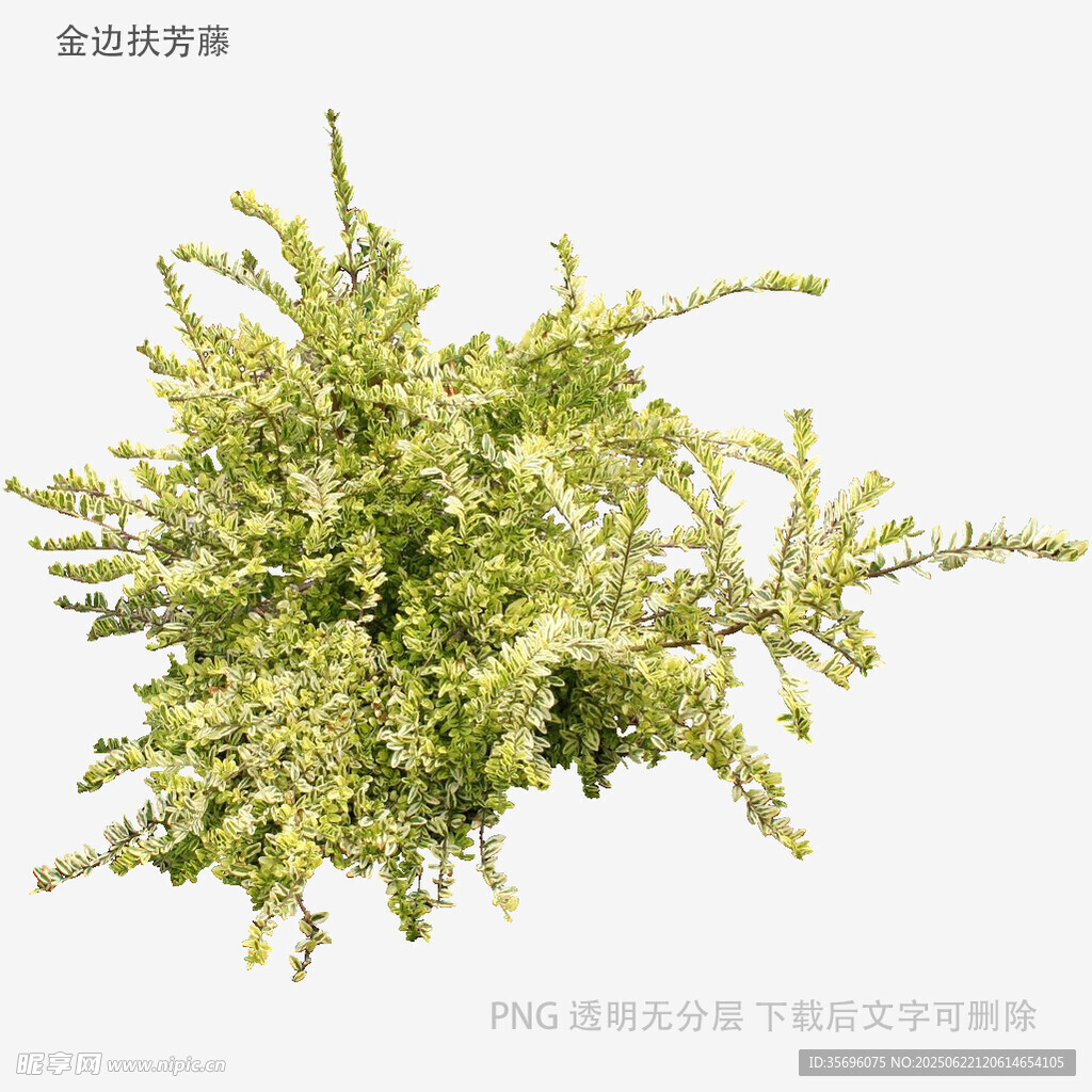 翠绿丛生植物特写