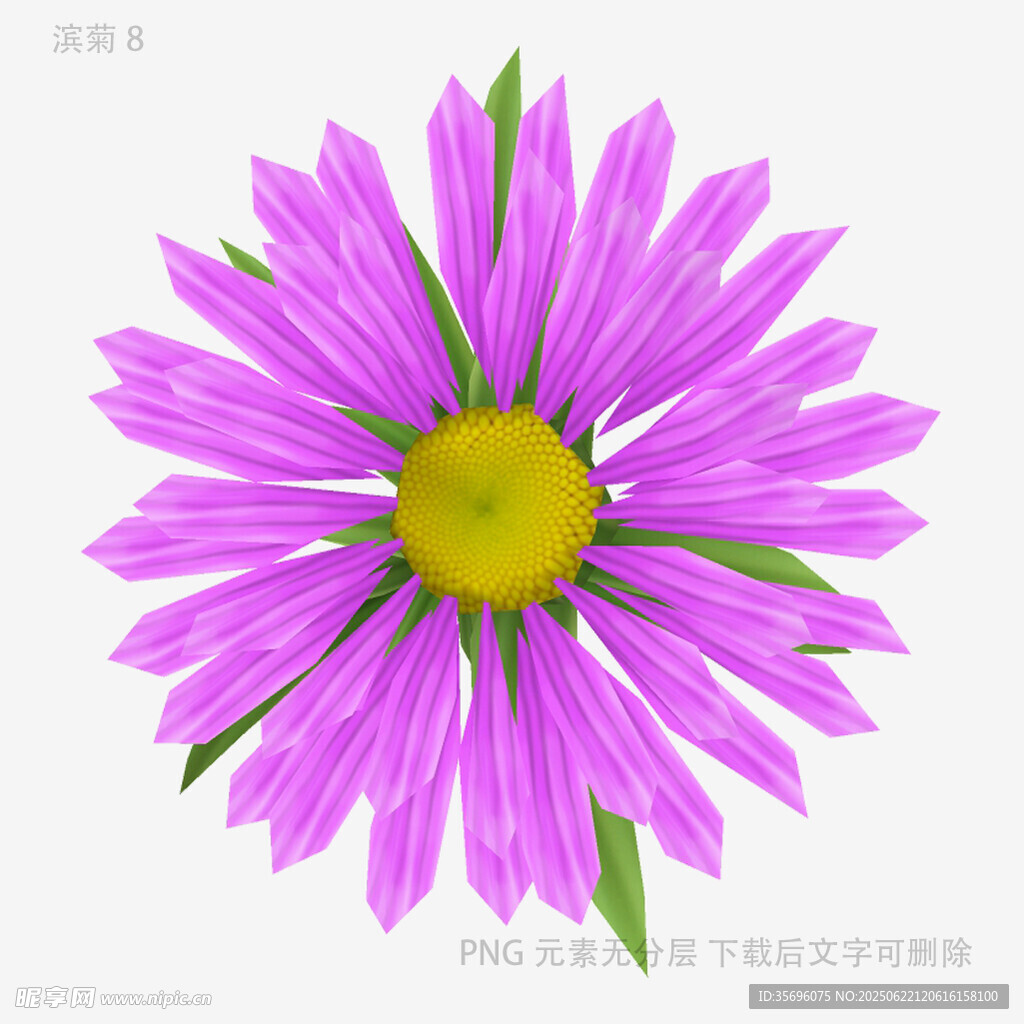 紫色雏菊特写