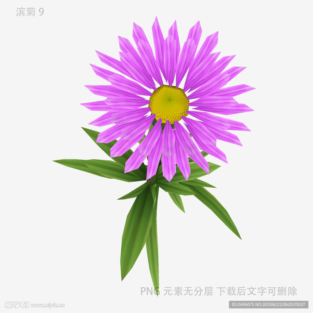 紫色雏菊单枝特写