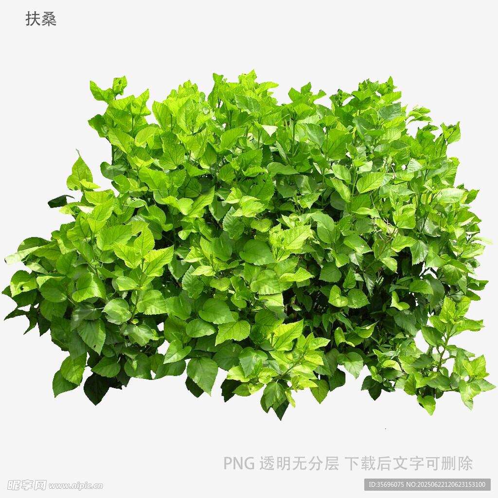 茂盛翠绿的新鲜欧芹