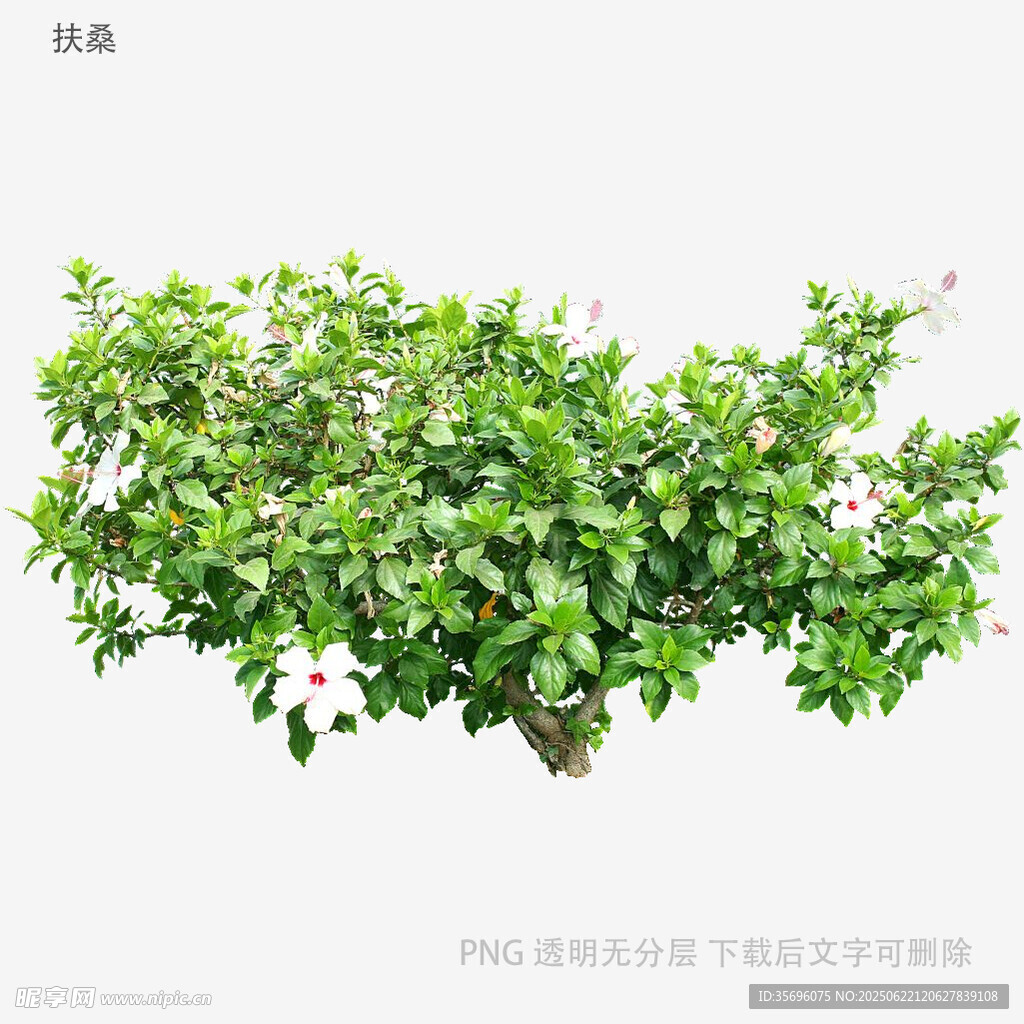 翠绿繁茂的灌木植物