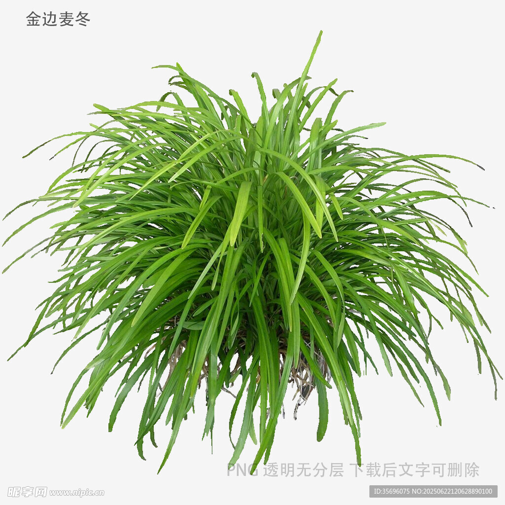 翠绿飘逸的观赏绿植