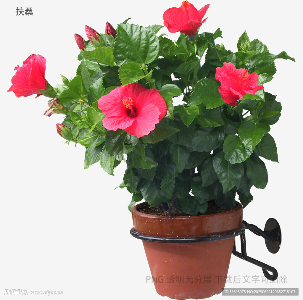 盆栽朱槿花绽放美丽