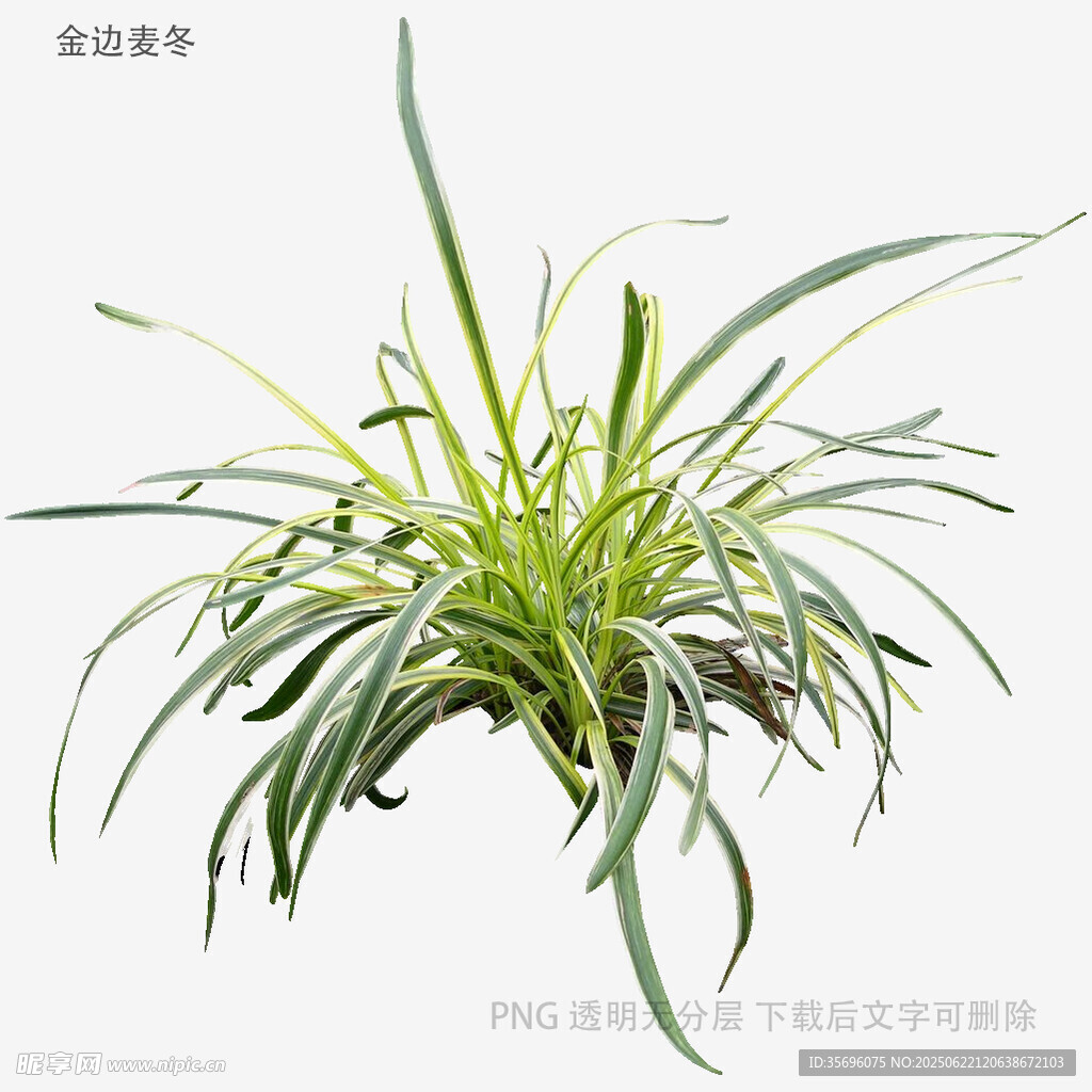 翠绿飘逸的观赏草植物