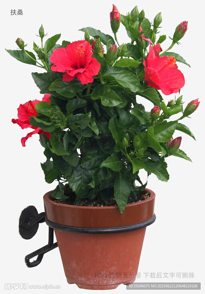 植物