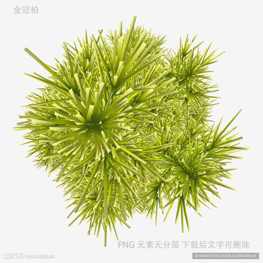 绿色带刺植物特写