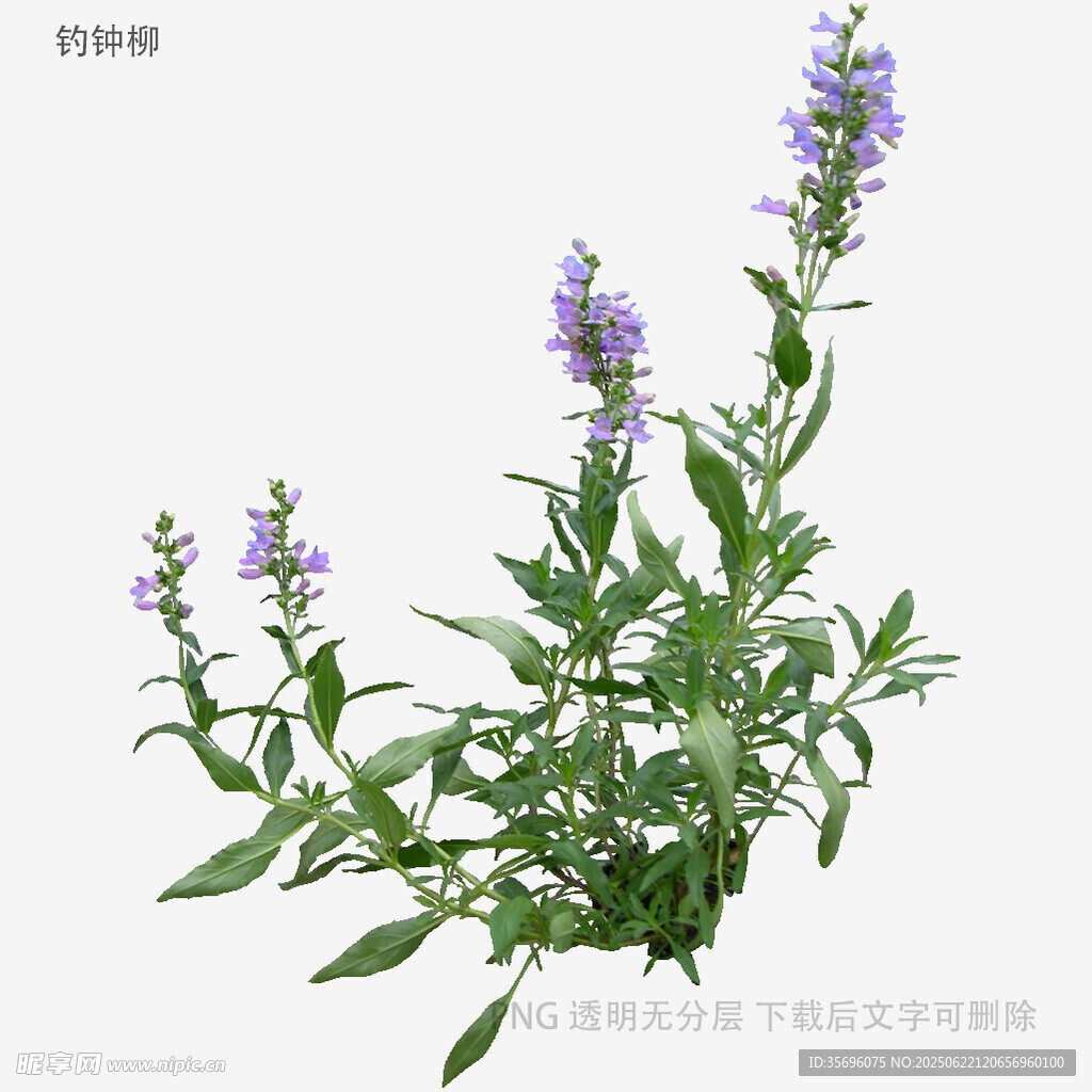 紫色穗花植物特写