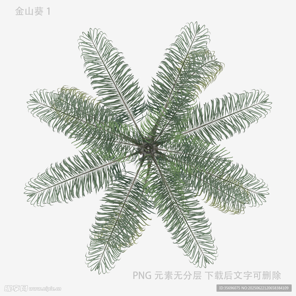 俯视视角下的绿色松针植物