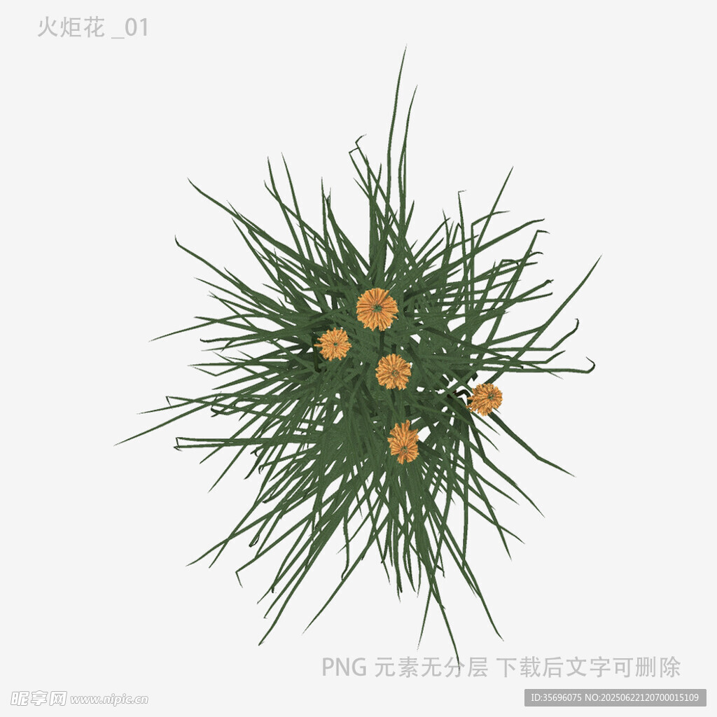 绿色植物上的橙色小花