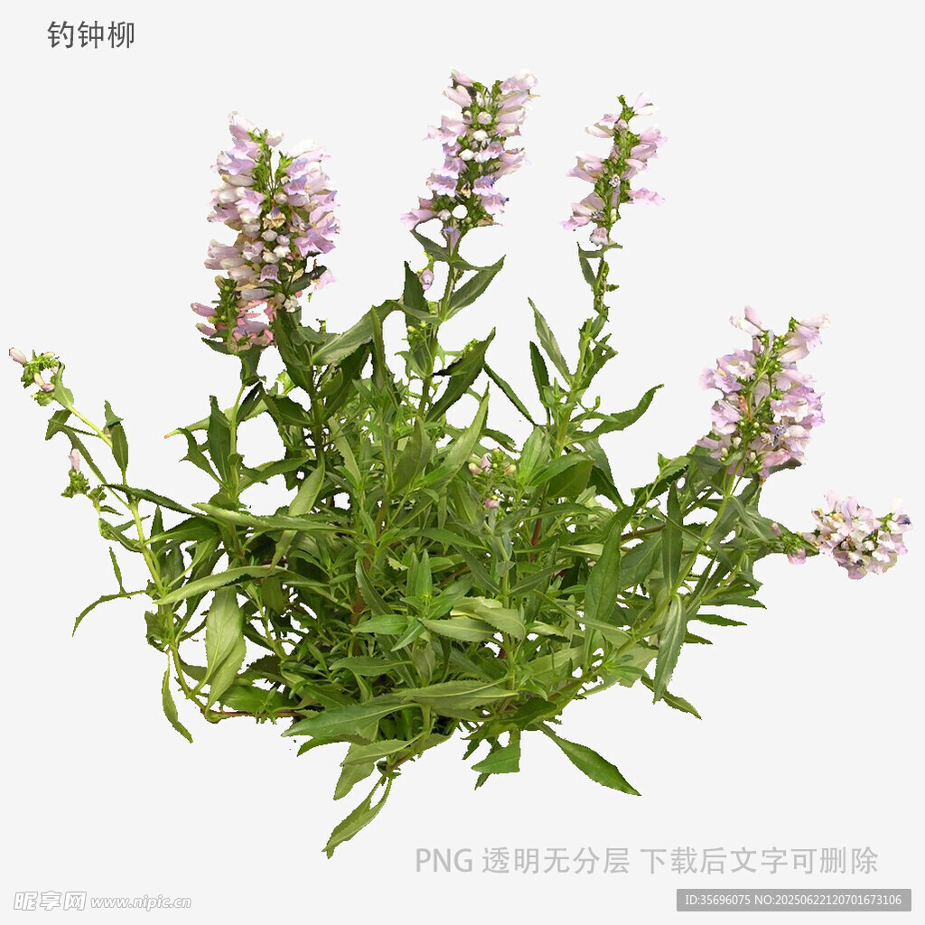 紫色小花植物特写