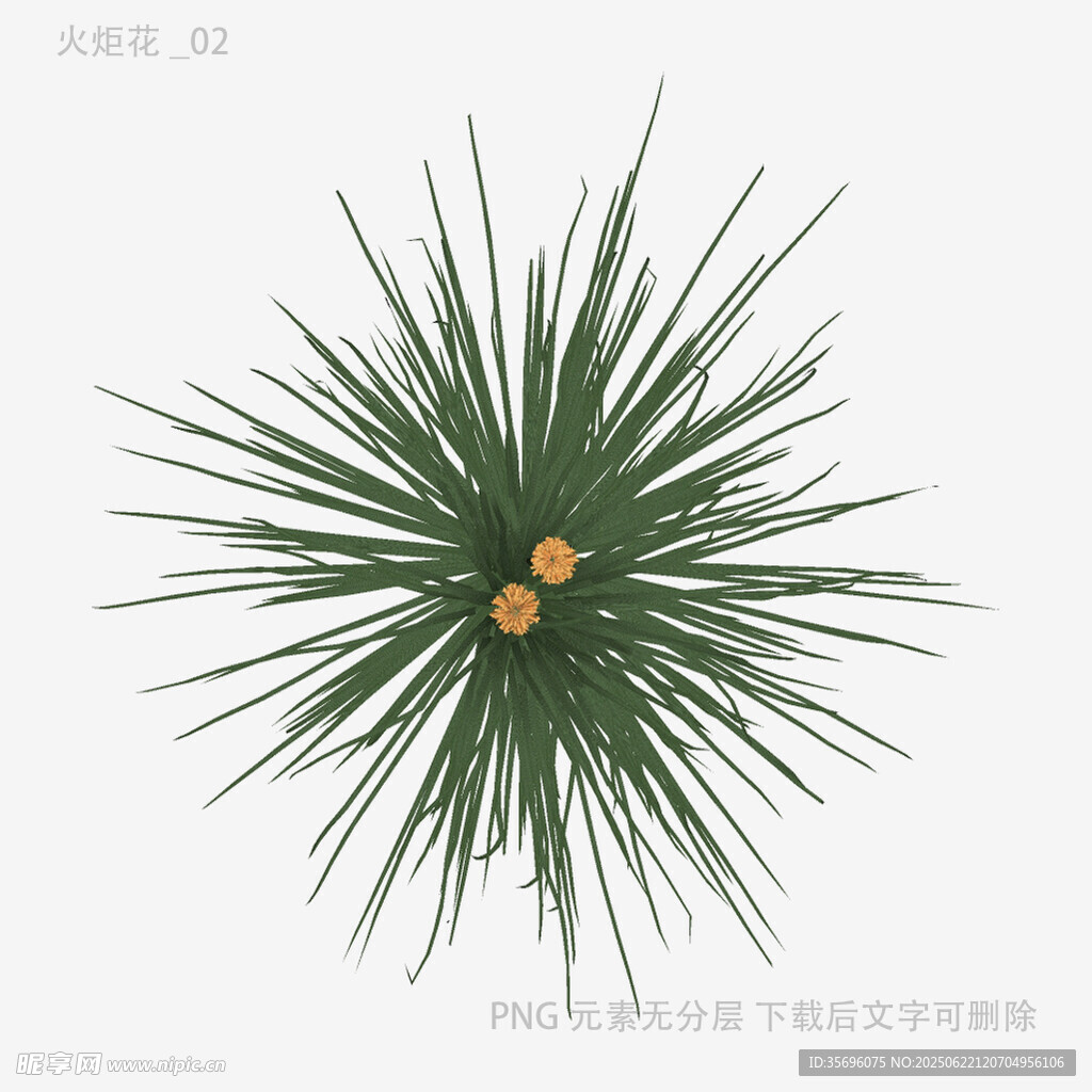 球形绿植带黄色果实