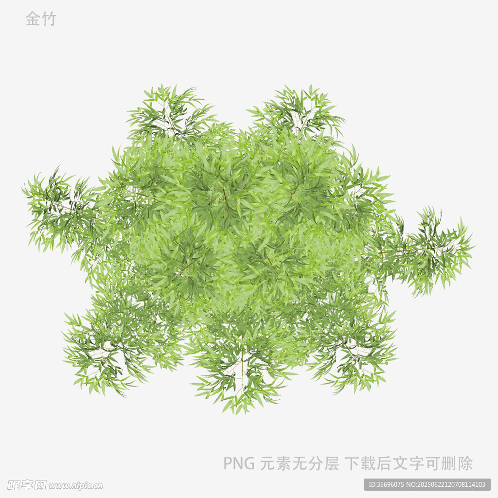 俯视视角的茂密绿植树冠
