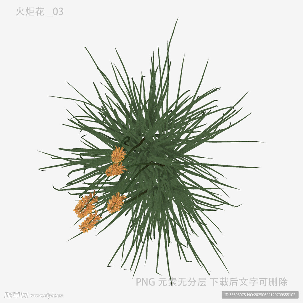 松枝上的橙色小松果