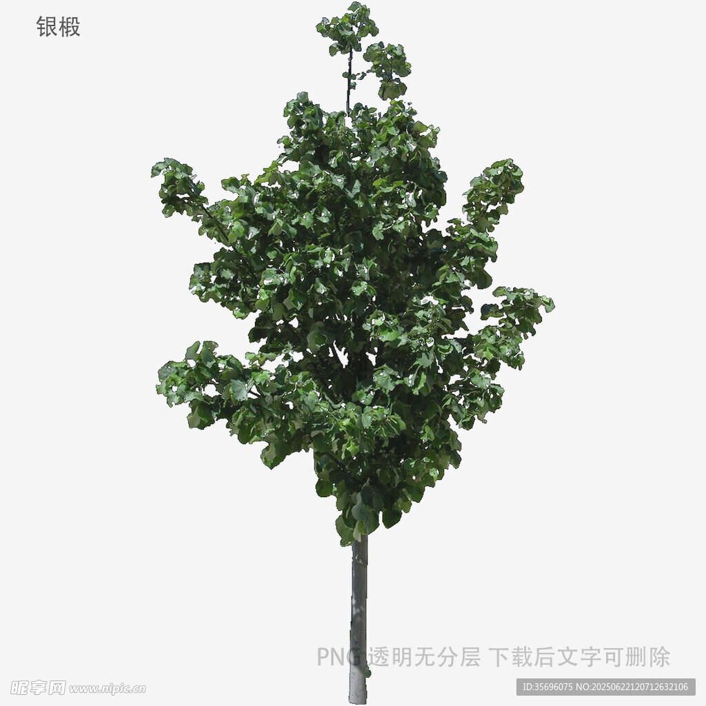 单棵绿叶繁茂的仿真树木