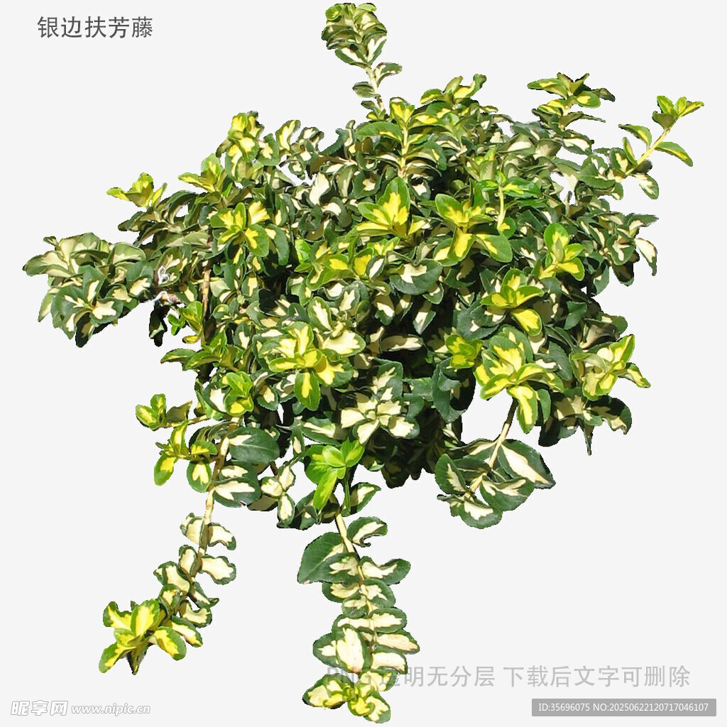 垂吊绿植3D模型