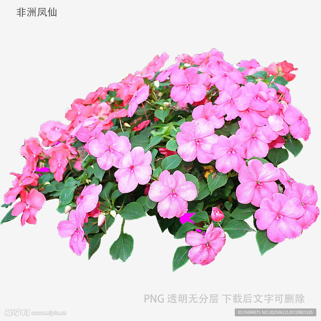 粉色矮牵牛花卉特写