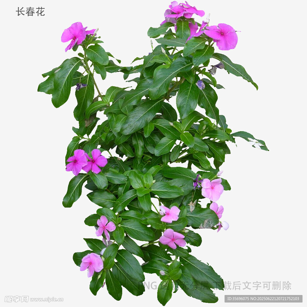 绽放的粉色花卉绿植