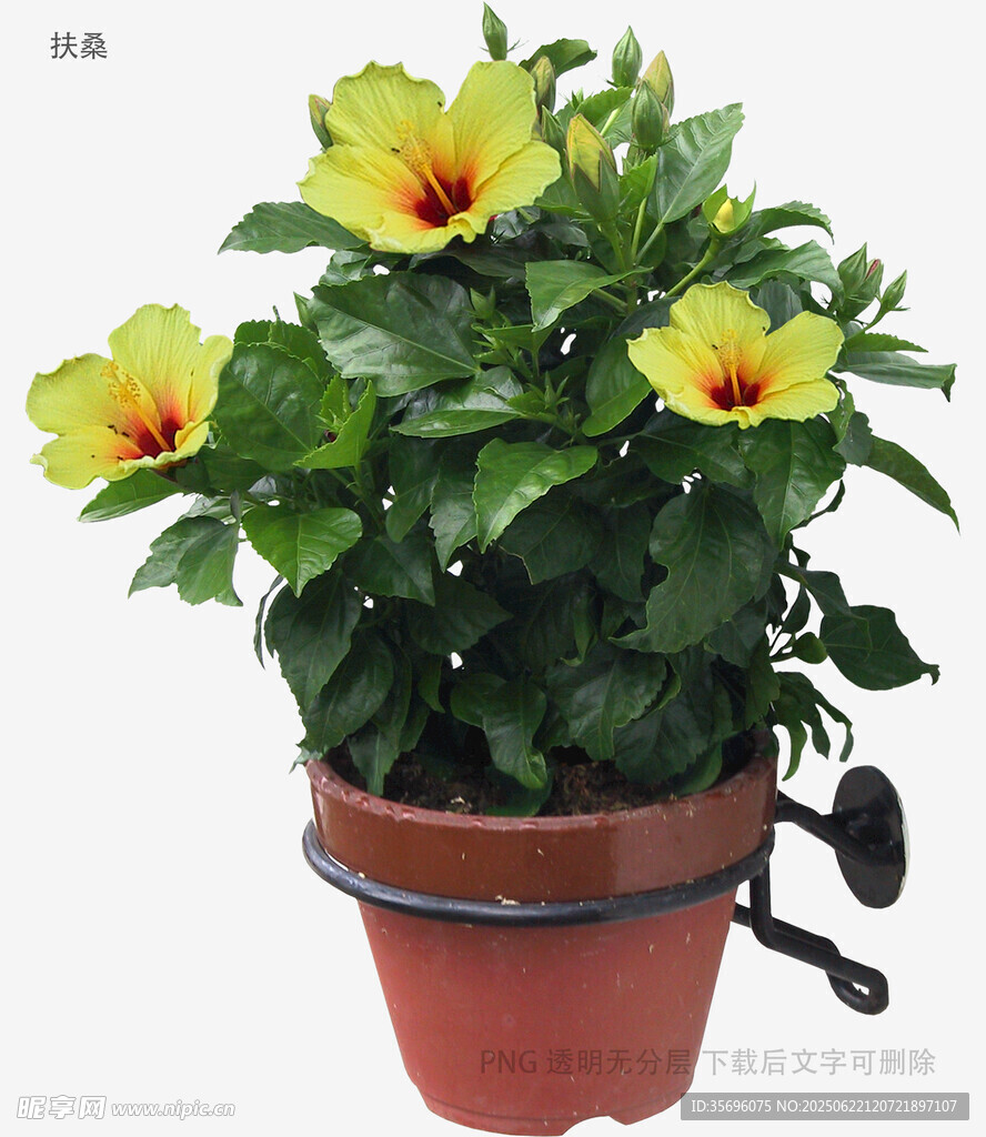 植物