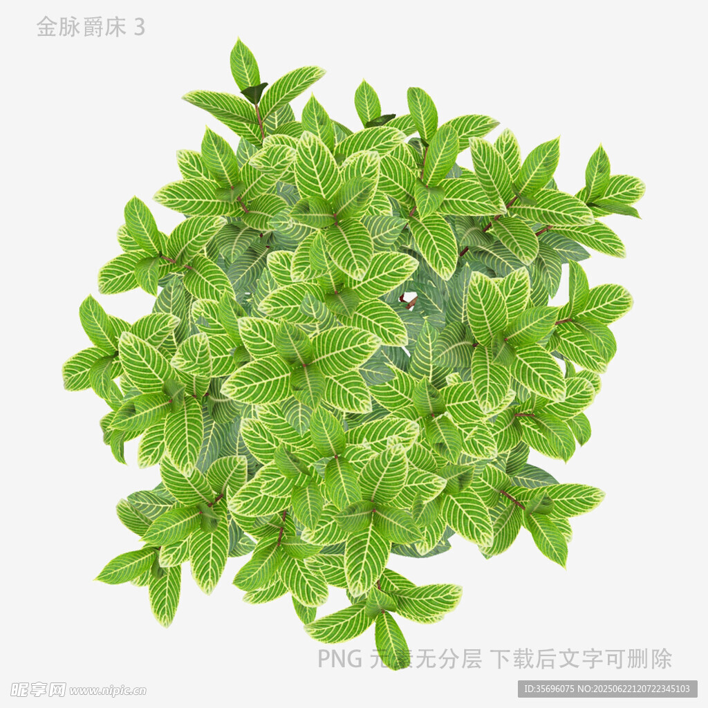 翠绿清新植物盆栽